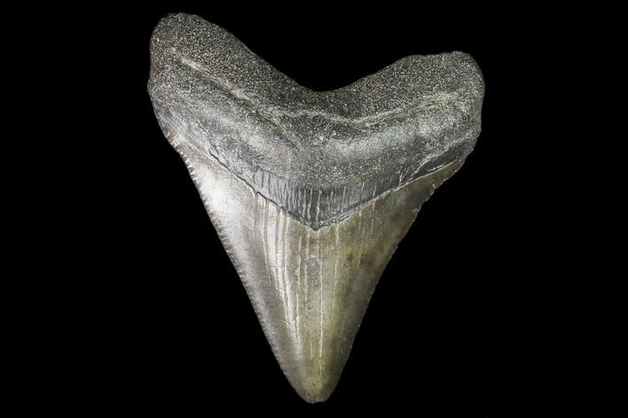Juvenile Megalodon Tooth - Georgia #101359